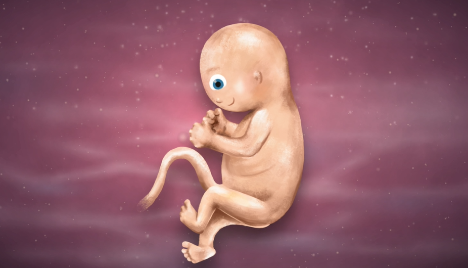 11 Weeks Pregnant