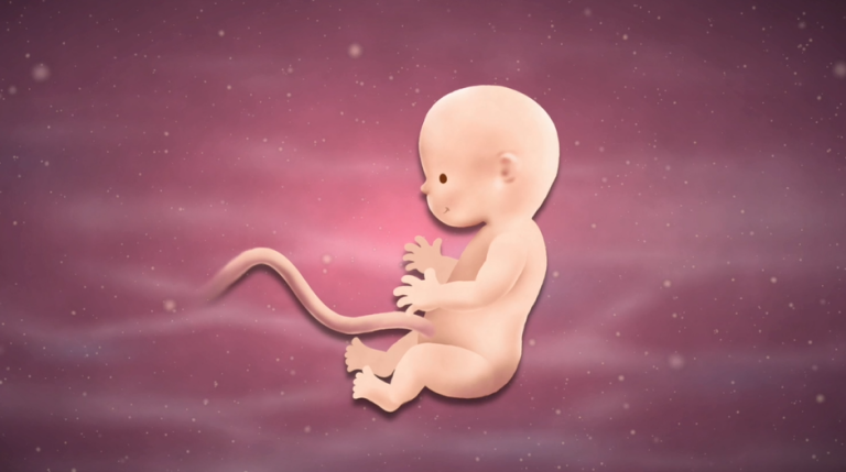 12 Weeks Pregnant