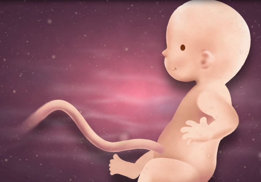 13 Weeks Pregnant