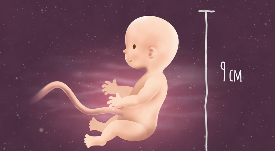 14 Weeks Pregnant