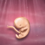 7 Weeks Pregnant