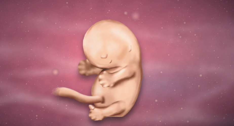 8 Weeks Pregnant