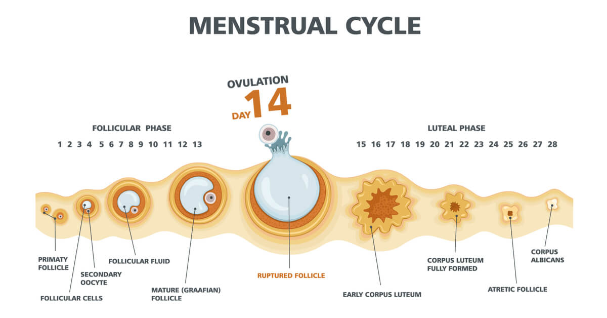 Can You Get Pregnant on Your Period?
